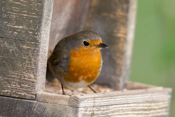 Robin Senta Frente Uma Cerca Piquete Chão Procura Comida — Fotografia de Stock