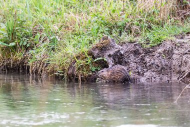 Nehrin kıyısında yiyecek arayan genç bir misk faresi.