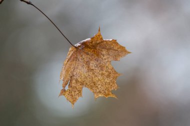 Altın yapraklar güneş tarafından aydınlatılır.