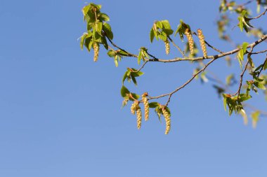 İlkbaharda bir kiriş tomurcuklanır
