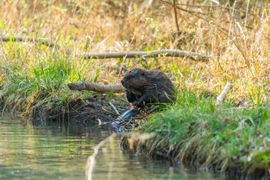 Nehrin kıyısında yiyecek arayan genç bir misk faresi.