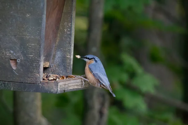 Nuthatch Ένα Σπίτι Τροφοδότη Πουλιών — Φωτογραφία Αρχείου