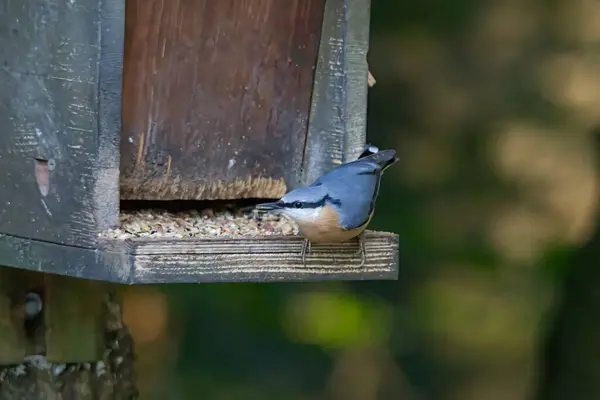 Nuthatch Una Casa Comida Para Pájaros — Foto de Stock