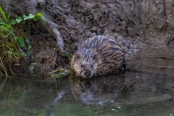 Jeune Rat Musqué Bord Ruisseau Recherche Nourriture — Photo