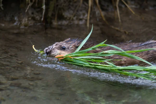 Nehrin Kıyısında Yiyecek Arayan Genç Bir Misk Faresi — Stok fotoğraf