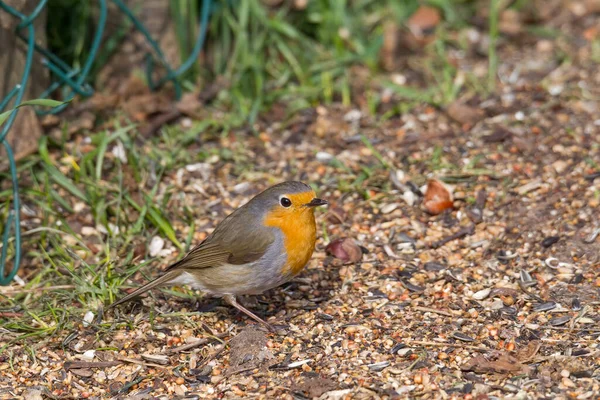 Robin Sits Front Picket Fence Ground Looking Food — Stock Photo, Image