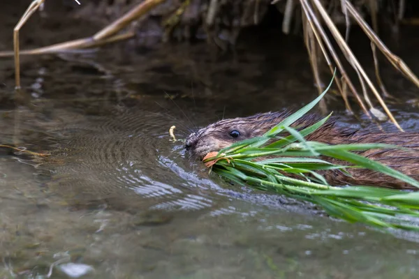 Jeune Rat Musqué Bord Ruisseau Recherche Nourriture — Photo