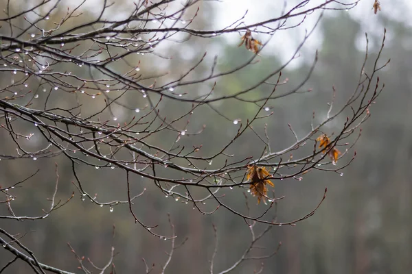 가을철에 빗방울이 나뭇가지 — 스톡 사진