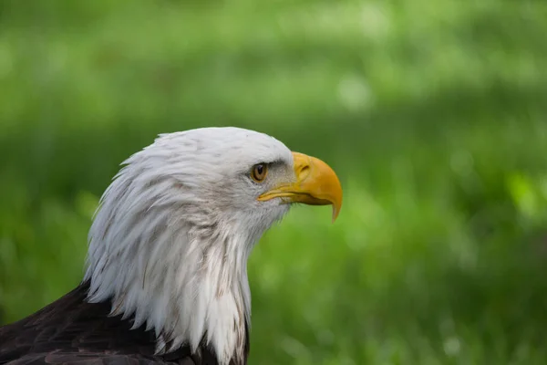 Portrait Bird Prey Royalty Free Stock Photos