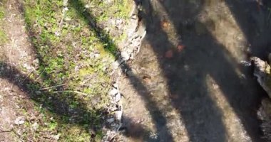 Baharda temiz bir derenin üzerinden bir ormanın içinden uçmak