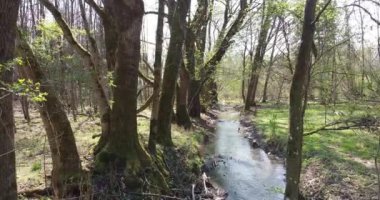 Baharda temiz bir derenin üzerinden bir ormanın içinden uçmak