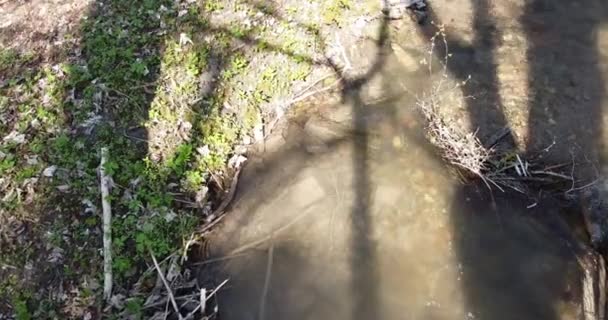 Vol à travers une forêt au printemps au-dessus d'un ruisseau clair 