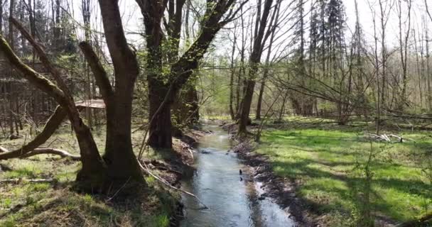 Vol à travers une forêt au printemps au-dessus d'un ruisseau clair 