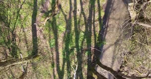 Vuelo Través Bosque Primavera Sobre Arroyo Claro — Vídeo de stock