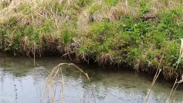 Young Muskrat Banks Stream Looking Food — Stock Video