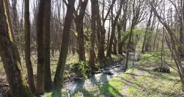 Vol à travers une forêt au printemps au-dessus d'un ruisseau clair 