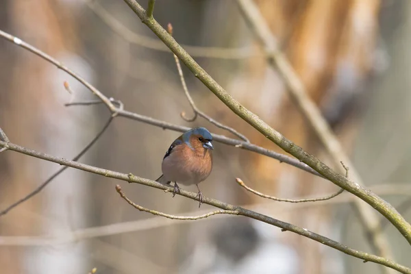 Chaffinch Sonbahar Ormanında Bir Dalda — Stok fotoğraf