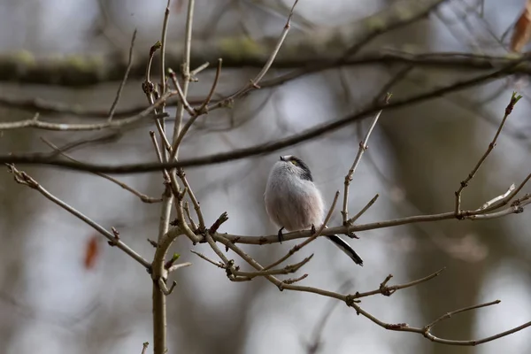 Long Tailed Tit Branch Forest — Stockfoto