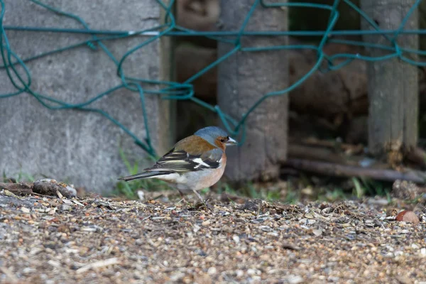 Chaffinch Sonbahar Ormanında Bir Dalda — Stok fotoğraf