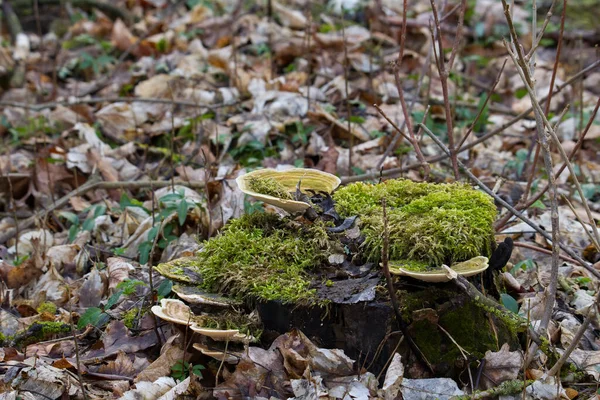 枯死的苔藓树桩上的斑纹 — 图库照片