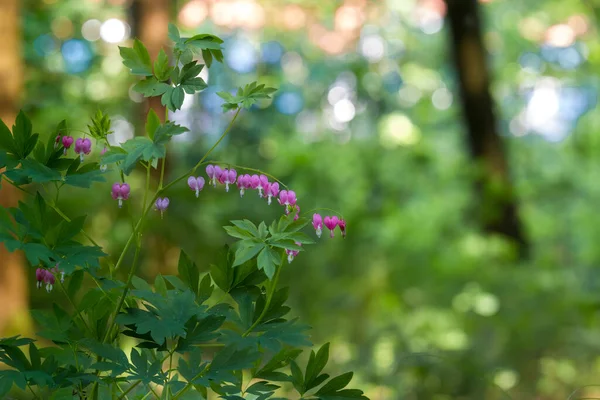 Rasgando Coração Floresta Com Fundo Bokeh Delicado — Fotografia de Stock