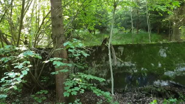 Pared Abandonada Cubierta Musgo Bosque Verde — Vídeo de stock