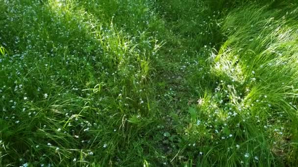 春に森の中に小さな白い花を咲かせる緑の草 — ストック動画
