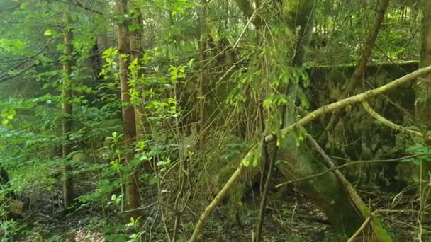 Pared Abandonada Cubierta Musgo Bosque Verde — Vídeo de stock