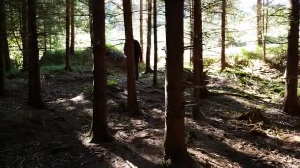 Άνθρωπος Που Περπατά Στο Δάσος Ηλιόλουστη Μέρα — Αρχείο Βίντεο