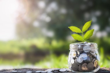 Kavanozda büyüyen konsept parası ve küçük ağaç