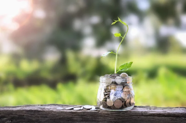 Концепт вирощування грошей і маленьке дерево в банці — стокове фото