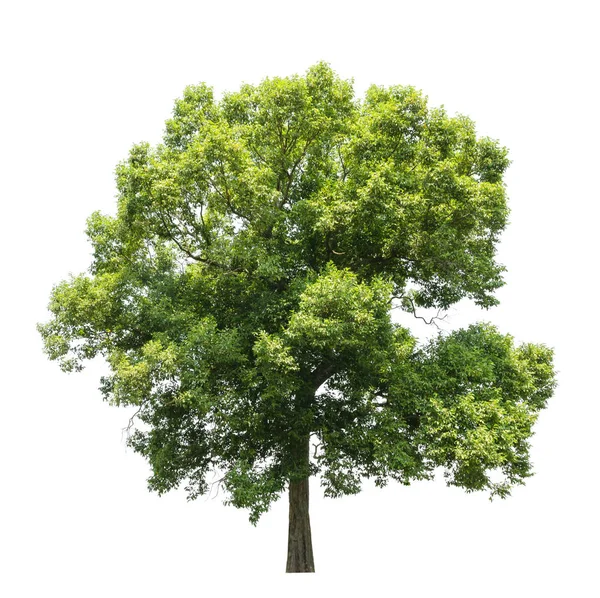 Bomen geïsoleerd op witte achtergrond — Stockfoto