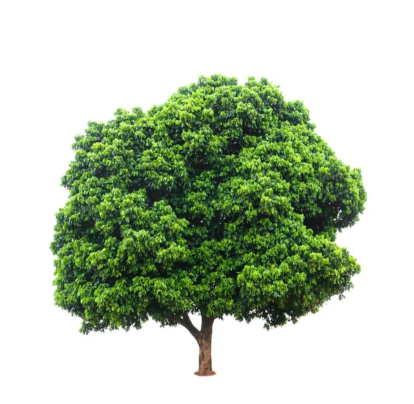 Beyaz arka plan üzerinde izole longan ağaçlar — Stok fotoğraf