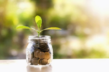 Tasarruf Paralarında Büyüyen Bitki - Yatırım ve İlgi Konsepti