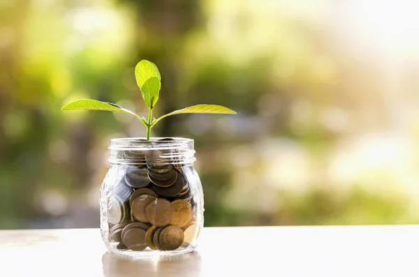 Planten groeien in spaarmunten - Investeringen en renteconcept — Stockfoto