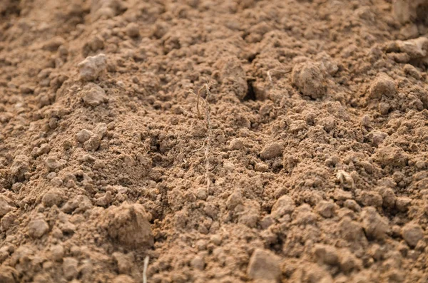 Fertile soil texture background