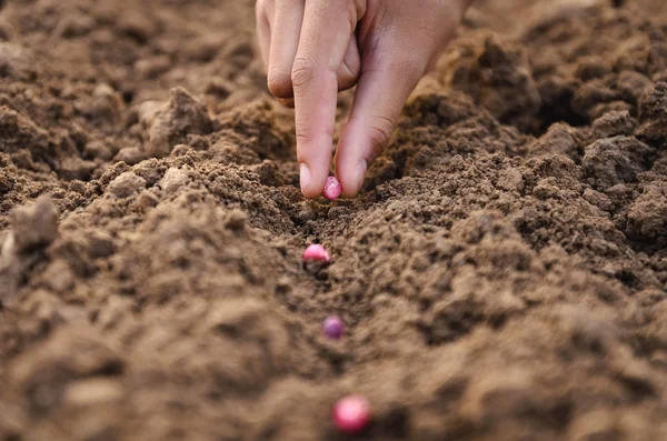 Agricultor está plantando mão semente de milho no solo — Fotografia de Stock