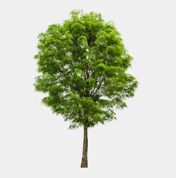 Alberi isolati su sfondo bianco — Foto Stock