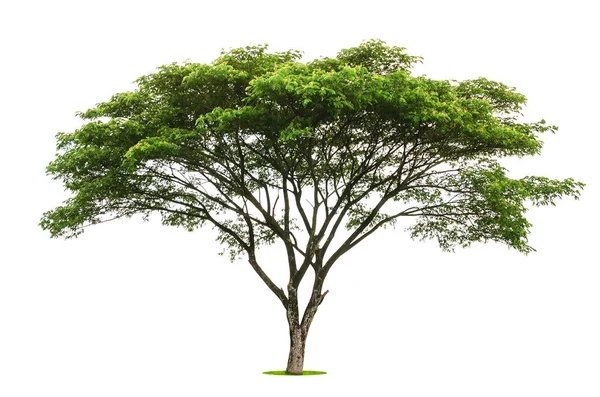 Baum grünes Blatt isolieren auf weißem Hintergrund — Stockfoto