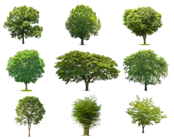 Koleksi pohon hijau terisolasi. pohon hijau terisolasi pada ba putih — Stok Foto