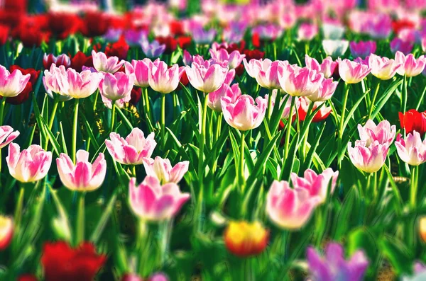 Flowers tulips. Glade of red, pink and white fresh tulips. — Stock Photo, Image