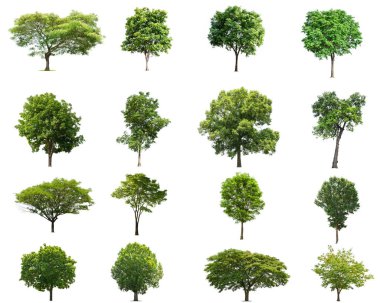 ağaç collectoin izole beyaz arka plan üzerinde