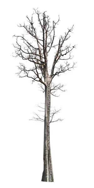 Велике дерево вмирає ізольовано на білому тлі — стокове фото