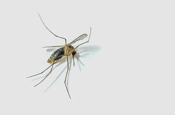 Mosquitos Mortos Fundo Branco — Fotografia de Stock
