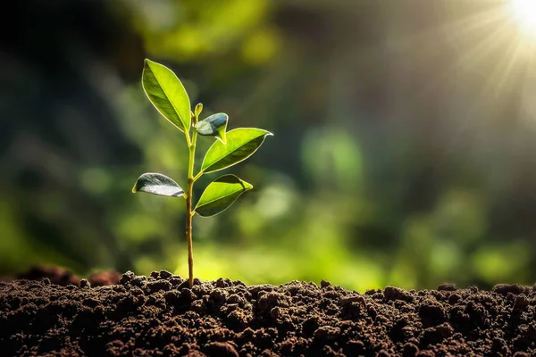 Árvore pequena que cresce com a luz do sol no jardim. conceito ecológico — Fotografia de Stock