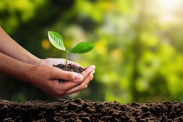 Planta joven creciendo a mano. concepto medio ambiente ecológico — Foto de Stock