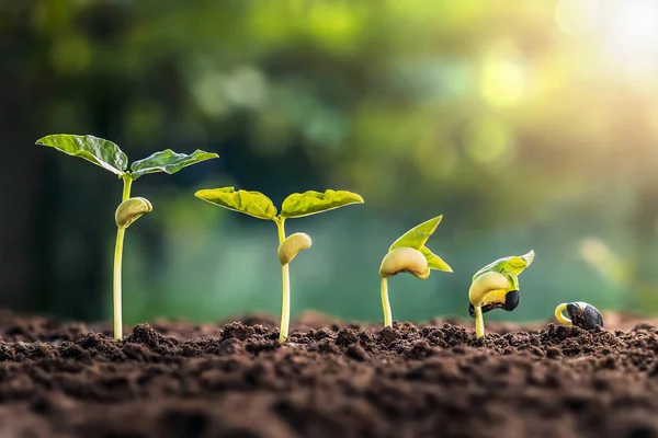 Crescita della soia in azienda agricola con sfondo foglia verde. semina di piante — Foto Stock