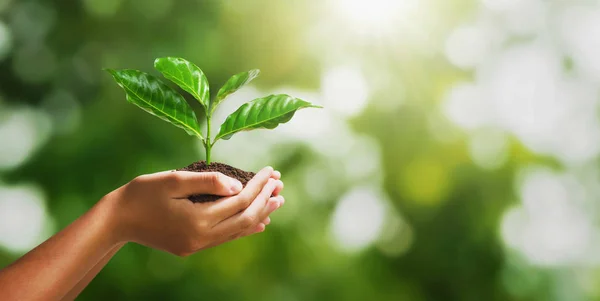 Hand hålla ung växt på suddig grön natur bakgrund och sol — Stockfoto