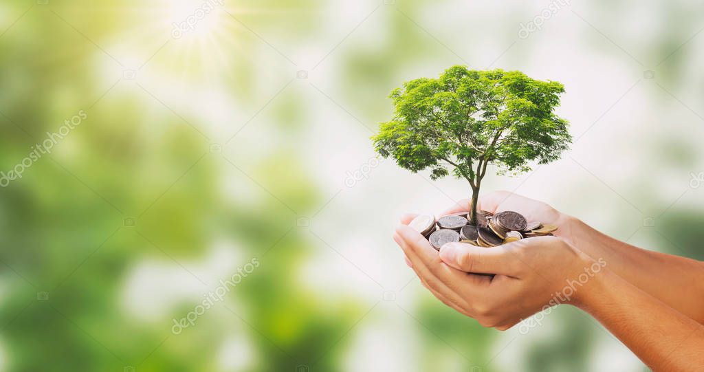 tree growing on pile of money in hand and green nature backgroun