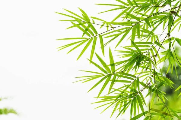 Hoja verde aislado de bambú sobre fondo blanco —  Fotos de Stock